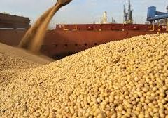 Soy beans sourcing image 1